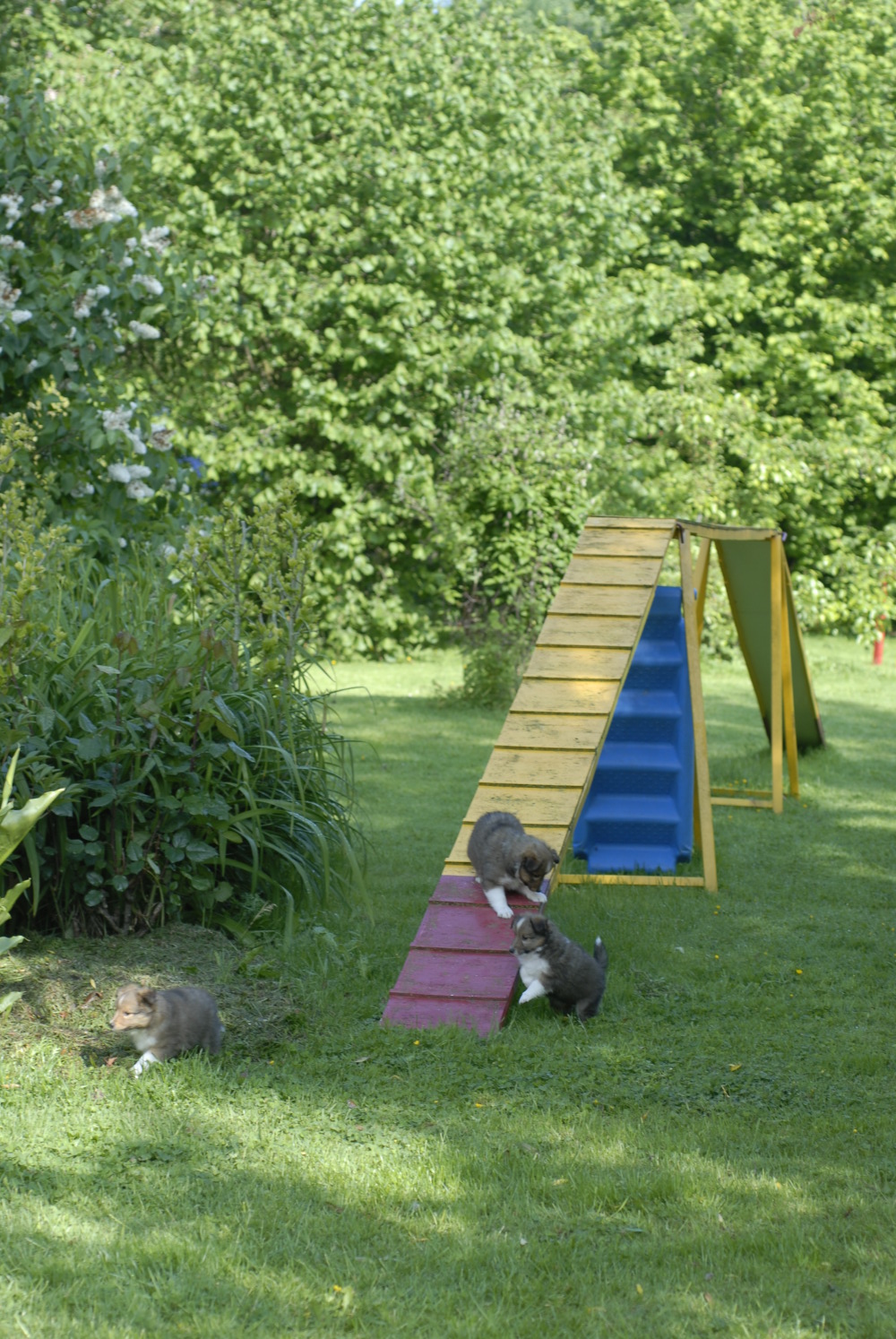 Mercredi 2 juin, les chiots sur les obstacles d'agility à 41 jours.